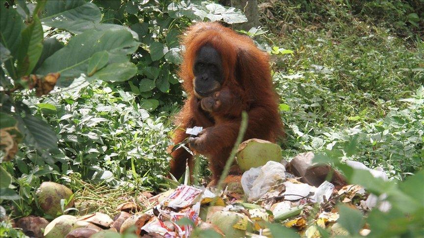 Bilim insanları ilk defa gözlemledi: Orangutan yarasını iyileştirmek için bitki kullandı